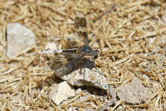 Macrocondyla philippii