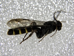 Metopius citratus