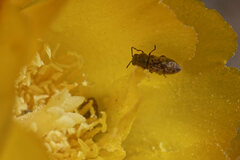 Acmaeoderini