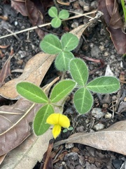 Argyrolobium rupestre