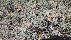 Ceanothus cordulatus