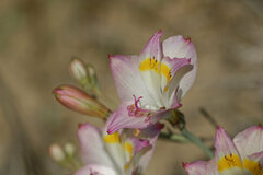 Alstroemeriaceae
