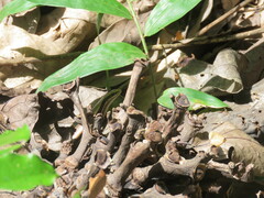 Varzea bistriata