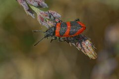 Calendyma aequipunctata