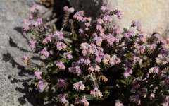 Erica uysii