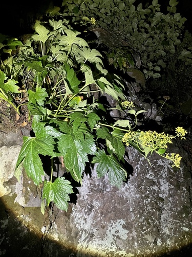 Patrinia triloba, photograph 3