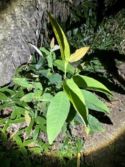 Magnolia salicifolia