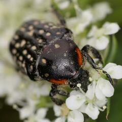 Oxythyrea marginalis