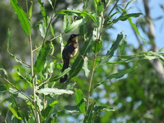 Donacobius atricapilla