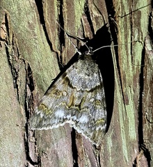 Catocala jonasii