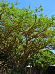 Vachellia sieberiana