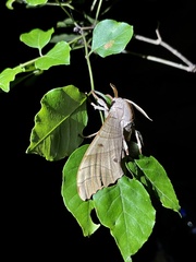 Marumba sperchius sperchius