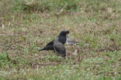 Acridotheres cristatellus