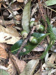 Lithocarpus brevicaudatus