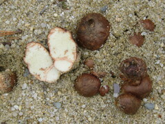 Rhizopogon