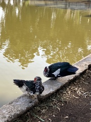 Cairina moschata domestica