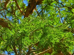 Vachellia sieberiana