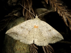 Blasticorhinus unduligera