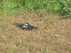 Chelidoptera tenebrosa