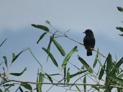 Chelidoptera tenebrosa