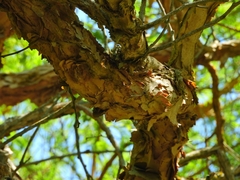 Vachellia sieberiana