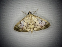 Syllepte fuscomarginalis