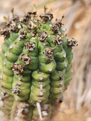 Euphorbia mammillaris