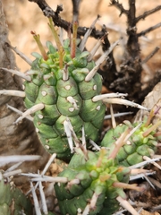 Euphorbia mammillaris