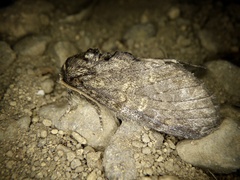 Peridea gigantea