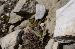 Crassula nudicaulis
