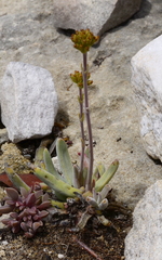 Crassula nudicaulis