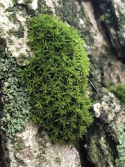 Nyholmiella obtusifolia