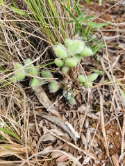 Delosperma echinatum