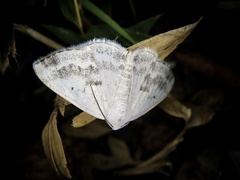 Lomographa temerata