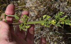 Leonotis ocymifolia