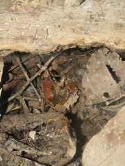 Leptodactylus petersii