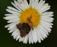 Choreutis aegyptiaca