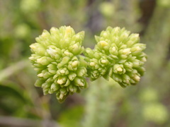 Crassula subulata