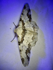 Biston regalis comitata