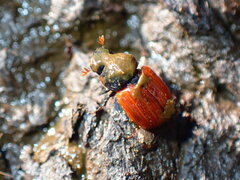 Aphodius fimetarius