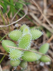 Delosperma echinatum