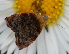 Choreutis aegyptiaca