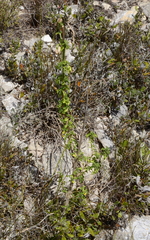 Leonotis ocymifolia