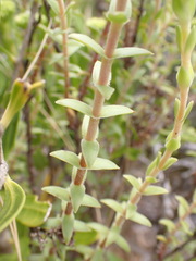 Crassula subulata