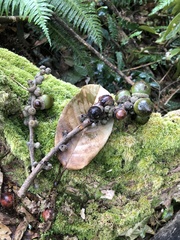 Lithocarpus brevicaudatus