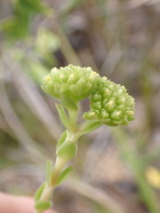 Crassula subulata