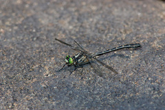 Hylogomphus adelphus