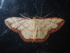 Idaea craspedota