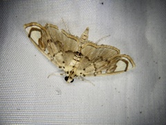 Pycnarmon pantherata