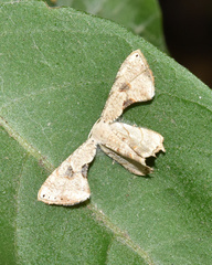 Epipleminae